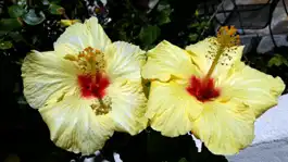 Dual Hibiscus